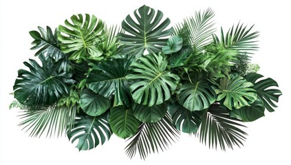 Lush green tropical leaves arrangement isolated on white background.