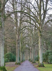 Allee auf dem Friedhof Ohlsdorf
