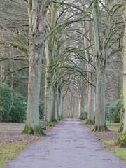 Allee auf dem Friedhof Ohlsdorf