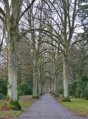Allee auf dem Friedhof Ohlsdorf