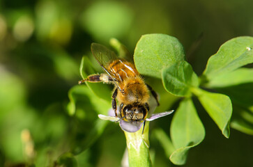 Buzzing around vibrant flowers in sunny nature filled with life and beauty
