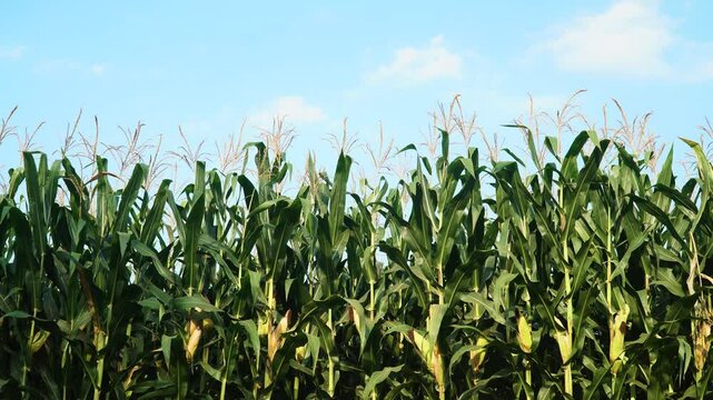 The corn plants in the corn field swayed gently in the wind. Blue sky background. Focus selected