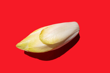 fresh raw endive on red background