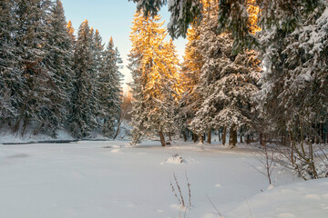 Winter December snowy landscape of coniferous forest on a cloudy frosty day. © Ludmila