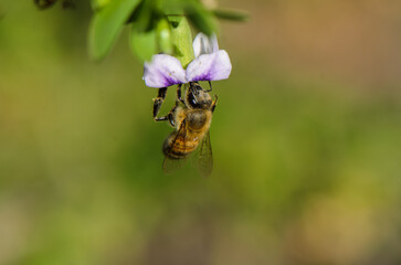 Honey bee gathers nectar from delicate purple flower in a vibrant garden setting during springtime