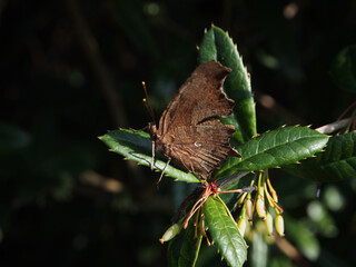Close – up of a polygonia c-album, or comma butterfly with it’s wings closed on a twig of wintergreen barberry (berberis julianae) on a sunny April day in Bonn, Germany.