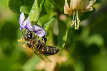 Buzzing bee gathers nectar from vibrant purple flower in sunny garden