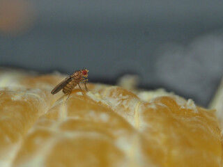Macro of a fruit fly (drosophila melanogaster) on a piece of clementine (Citrus × clementina)