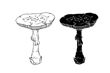 Line sketch, silhouette, stamp of a forest mushroom fly agaric. Vector graphics.