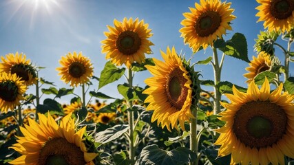 A vibrant field of sunflowers under a clear blue sky, with bright sunlight creating dynamic shadows