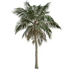 3D rendered palm tree isolated on transparent background