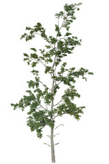 3D rendered fantasy green tree isolated on transparent background