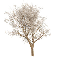 3D rendered fantasy tree during  the winter isolated on transparent background