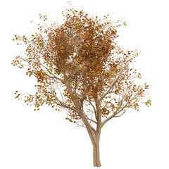 3D rendered fantasy green tree isolated on transparent background