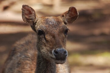 Obraz premium Close up shoot of famale deer at the zoo