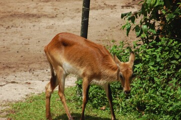 The lechwe (Kobus leche) is an antelope found in south-central Africa. Lechwe living at the zoo