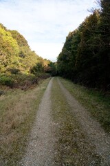 Gravel Road in the Woods - Tranquil Forest Pathway