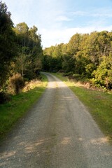 Gravel Road in the Woods - Tranquil Forest Pathway