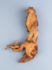 Close-up of wooden driftwood for aquarium or terrarium on mirror surface on blue  background