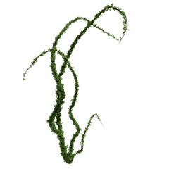 Obraz premium 3D rendered wild green branch isolated on transparent background