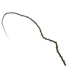 3D rendered wild green branch isolated on transparent background