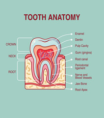 Vector illustration of tooth anatomy