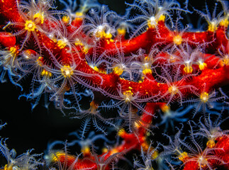Obraz premium gorgonian twig coral, Homphyton verrucosum