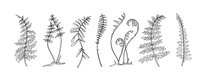 Set of linear sketches of forest grass fern. Vector graphics.