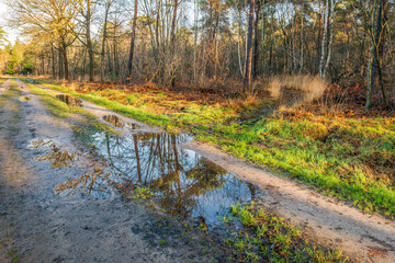 Wet sand road in a nature reserve after a period of prolonged rainfall. The photo was taken in the autumn season.