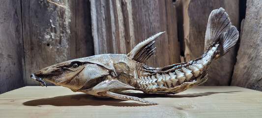 Oxydoras niger, the ripsaw catfish or cuiu cuiu.  Thorny catfish native to the Amazon. A close-up of a preserved fish skeleton against a wooden background, showcasing intricate details.