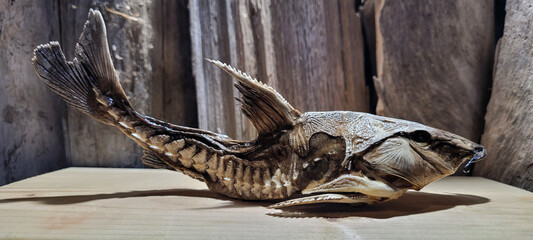 Oxydoras niger, the ripsaw catfish or cuiu cuiu.  Thorny catfish native to the Amazon. A close-up of a preserved fish skeleton against a wooden background, showcasing intricate details.