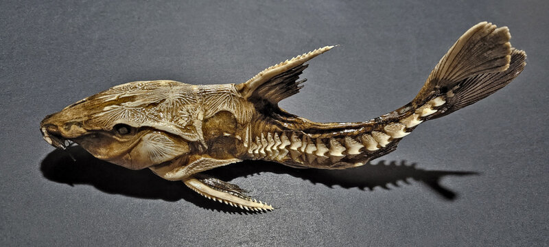 Oxydoras niger, the ripsaw catfish or cuiu cuiu.  Thorny catfish native to the Amazon. A close-up of a preserved fish skeleton  displayed on a dark surface., showcasing intricate details.