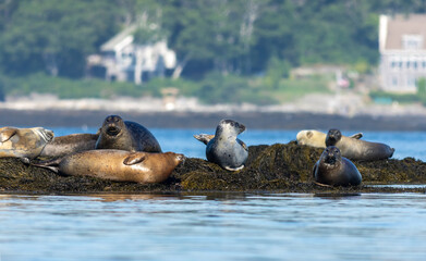 Harbor Seals, Phoca vitulina, haul on ledge on a summer morning near Boothbay Harbor, Maine