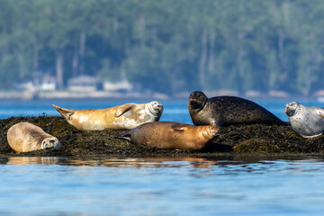 Harbor Seals, Phoca vitulina, haul on ledge on a summer morning near Boothbay Harbor, Maine