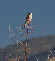 American Kestrel in Reno, Nevada