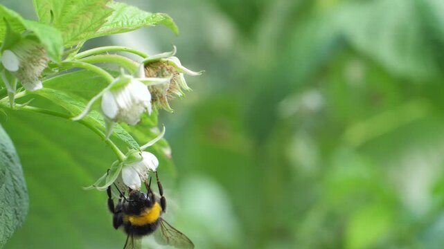 The bumblebee collects nectar from the raspberry blossoms on green garden background