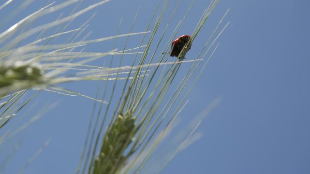 Red beetle with black spots on a Wheat Spike. Mylabris quadripunctata. Blue Sky