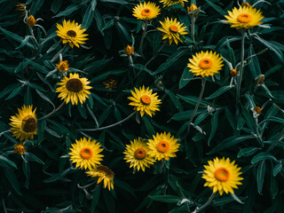 Yellow flowers in the garden