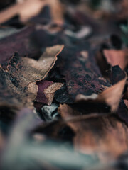 Tree bark on the ground