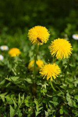 Close-up of bright yellow dandelion flowers in a green meadow on a sunny spring day, with a bee collecting nectar, surrounded by fresh grass. Pollination and nature