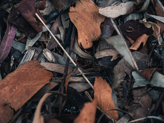 Tree bark on the ground