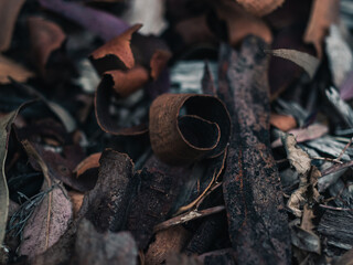 Tree bark on the ground