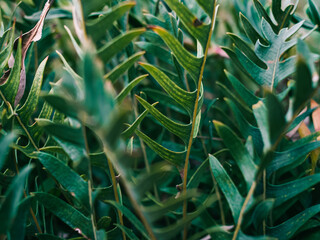Green plant