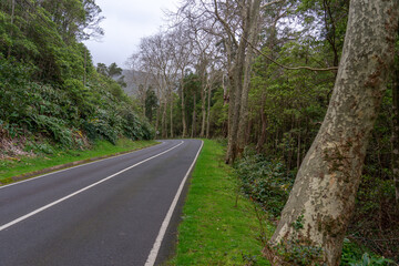 Fototapeta premium Long road on the island of flowers of the archipelago of the Azores