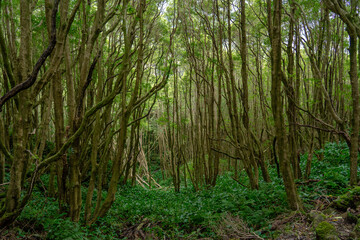 Obraz premium Pedestrian access path to the well of ribeira do ferreiro on the island of flowers of the archipelago of the Azores