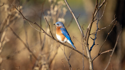 Eastern Bluebird perched on a Bush