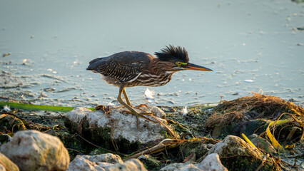 Juvenile Green Heron 