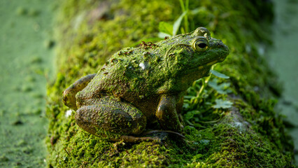 Frog on a Log