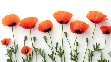 Poppies isolated on a white background studio flower