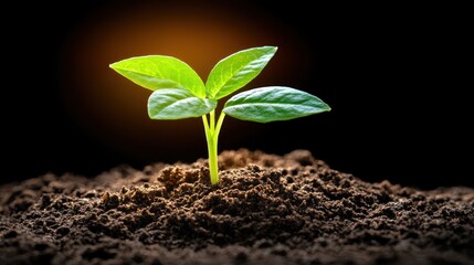 Fototapeta premium Young plant seedling growing in dark soil.